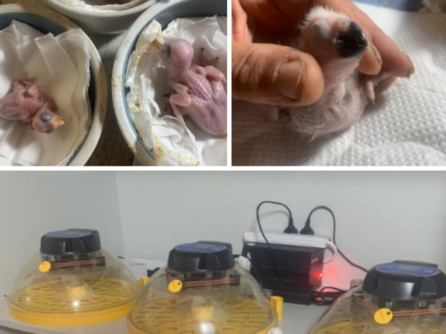 Our Experience with the Maxi 24 Zoologica in the Philippines