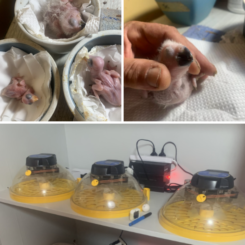 Darrin at D&R Birds with the Brinsea Maxi 24 Zoologica incubator