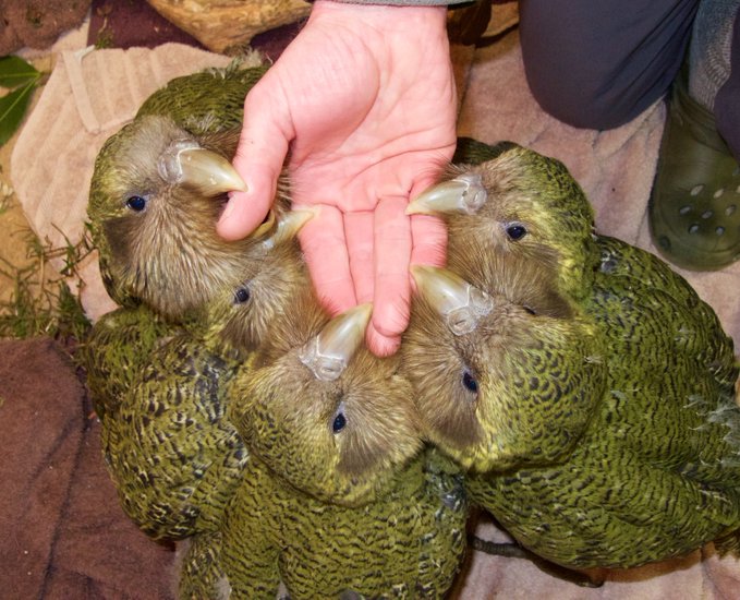 Kākāpō egg inside a Brinsea incubator on Whenua Hou