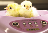 CHICKS IN R-COM INCUBATOR