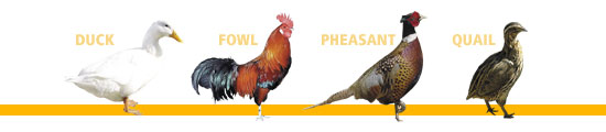birds incubated in r-com