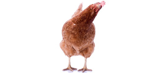 hen