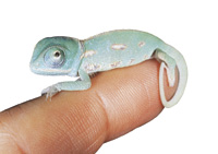 hatched reptile