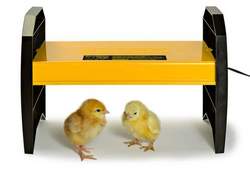 New EcoGlow Chick Brooder
