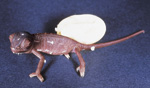 hatched reptile