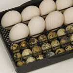 Brinsea duck incubator quail incubator