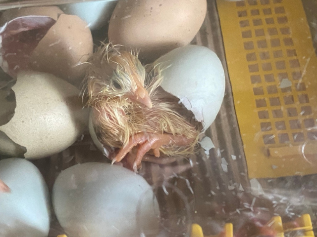 How Brinsea's Incubator and App Hatched My Beloved Flock