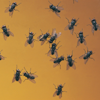 Are Flies Bad for Chickens?