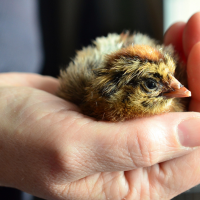 Caring for Baby Chicks
