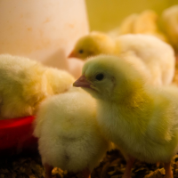 Five Ways to Protect Your Flock