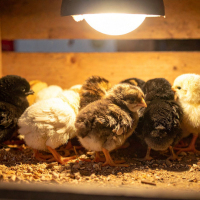 The Dangers of Heat Lamps