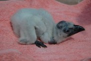 Slender Billed Vulture hatched in a Brinsea incubator