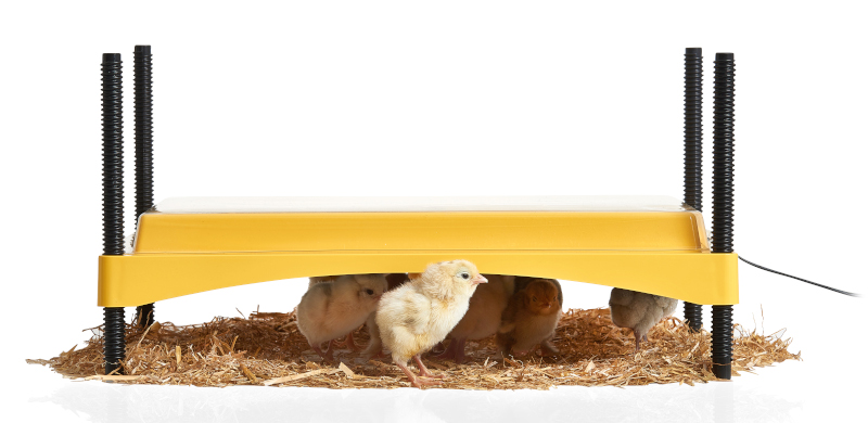 Getting The Best Out Of Your Ecoglow Brooder