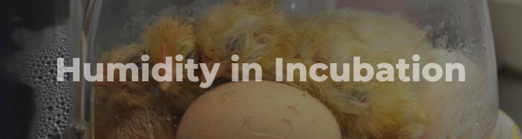 humidity in incubation