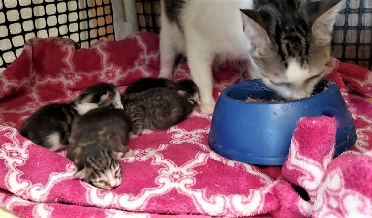Not spayed mama and kittens
