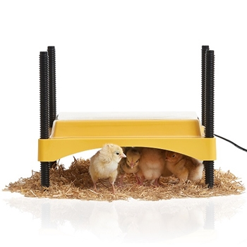 Ecoglow Safety 600 Chick Brooder