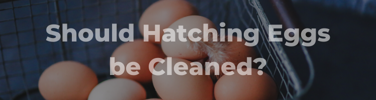 cleaning eggs