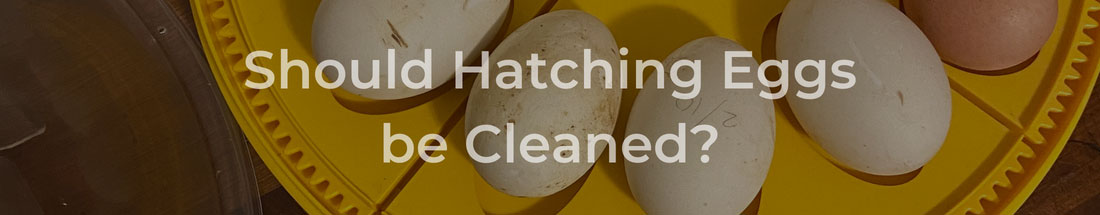Should hatching eggs be cleaned?
