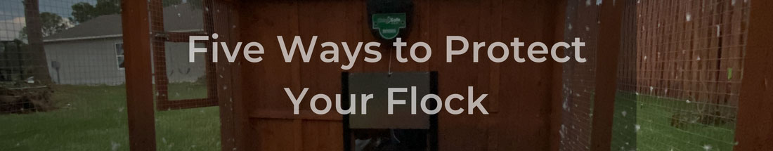 Five Ways to Protect Your Flock
