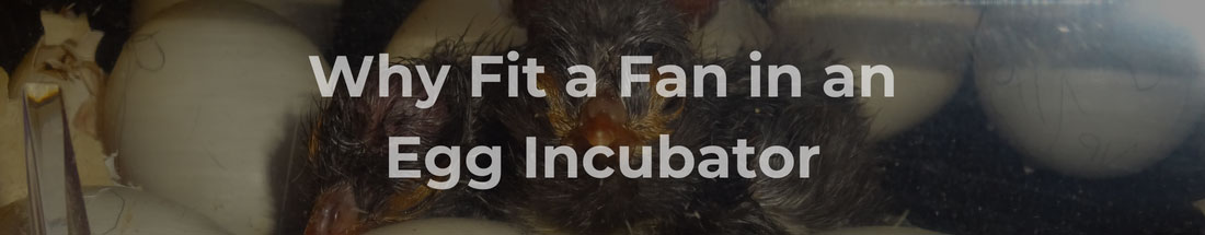 Why fit a fan in an egg incubator