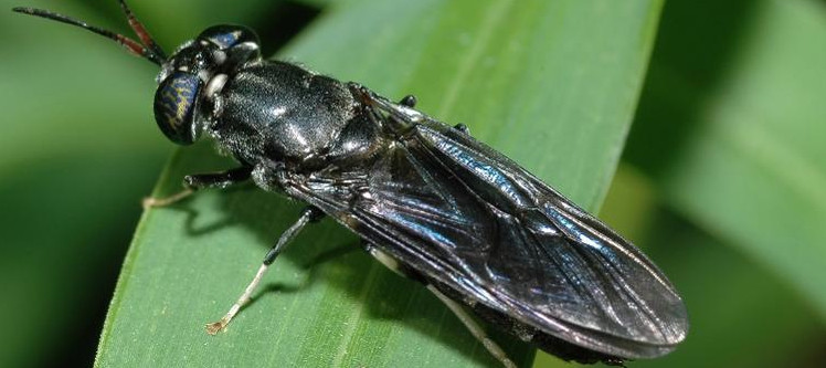 black soldier fly