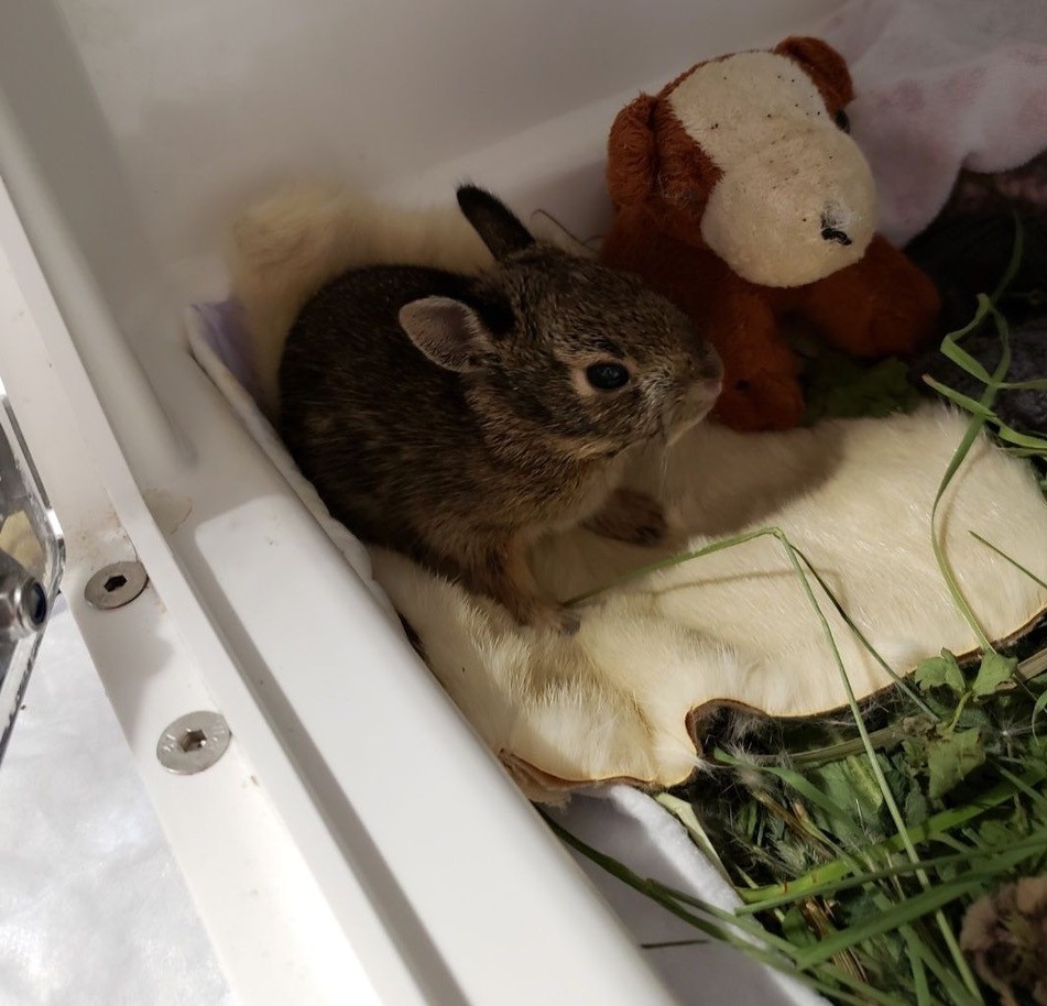 bunny in incubator