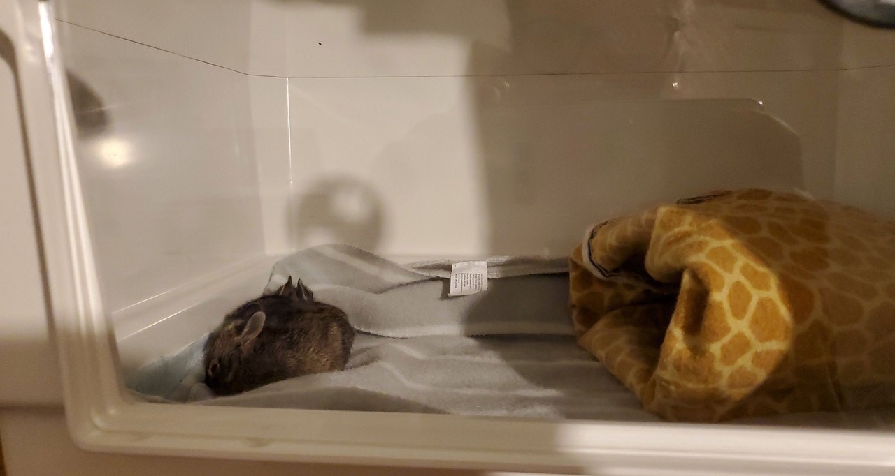 bunnies in TLC
