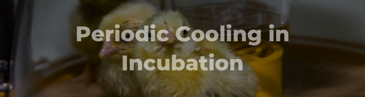 cooling in incubation