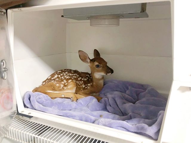 Fawn in TLC-50