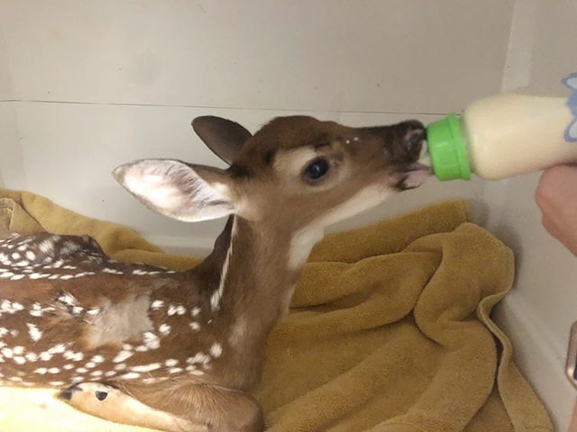 Bottle feeding fawn