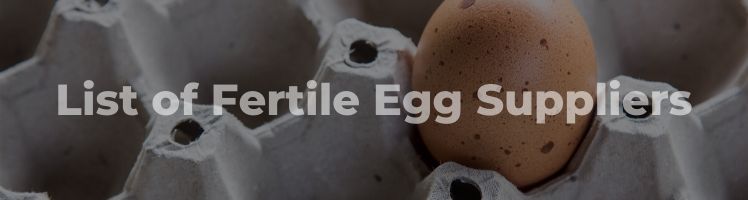 fertile eggs