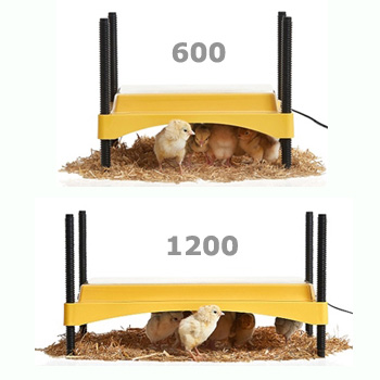EcoGlow Safety 1200 Chick Brooder