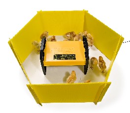 Chicken Brooder Enclosure