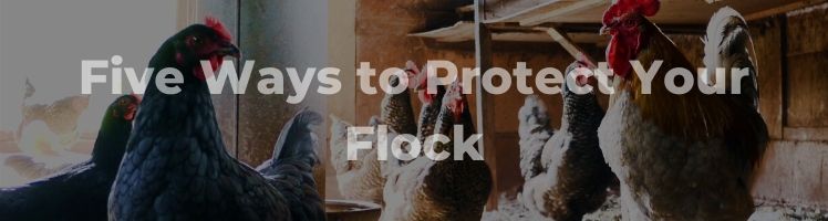 protect your flock