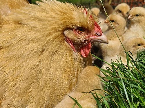Brinsea Incubators and Broody Hens - The Perfect Match!