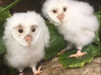 Rare Leucistic Owls Hatched in a Brinsea Maxi II Incubator