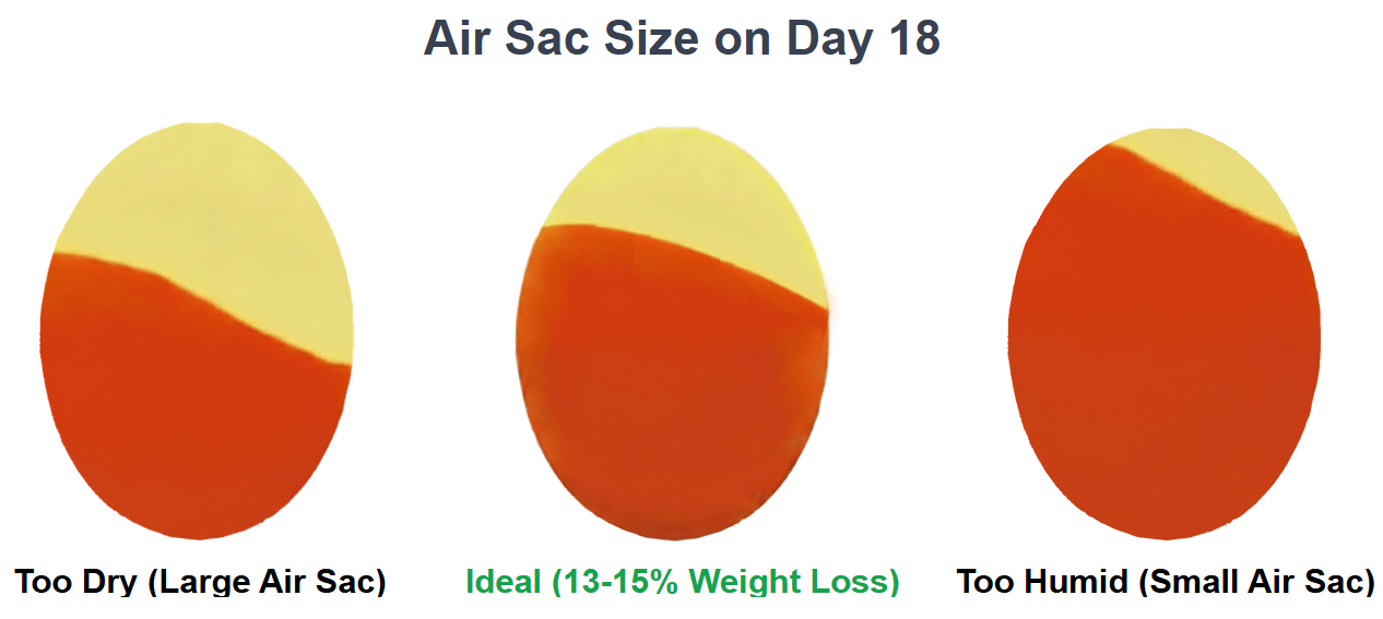Air rac size on day 18