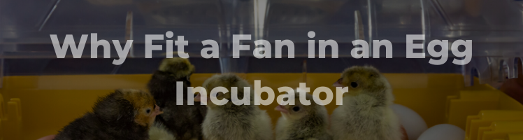 fan in incubator